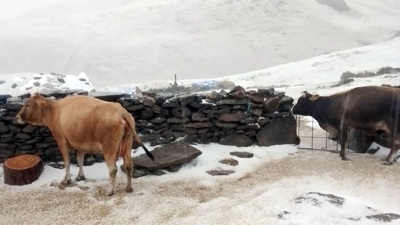 Kars’ın Tuygun Köyü Yaylası Dolu ve Karla Beyaza Büründü
