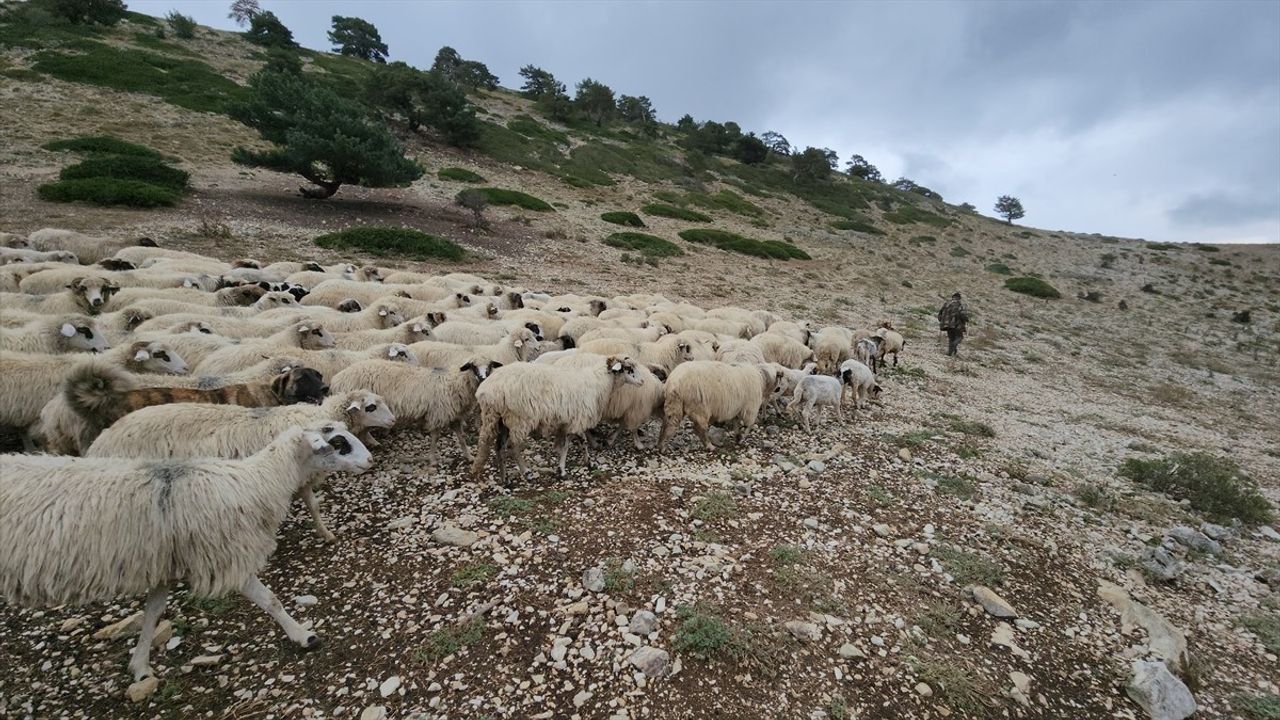 Amasya'da Çobanların Yayla Dönüş Yolculuğu Başladı