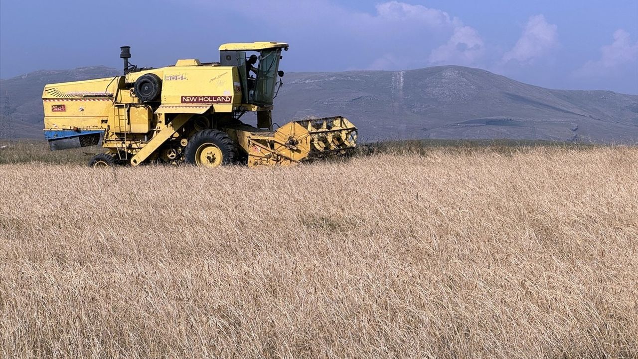 Ardahan'da Kavılca Buğdayı Hasadı Başladı