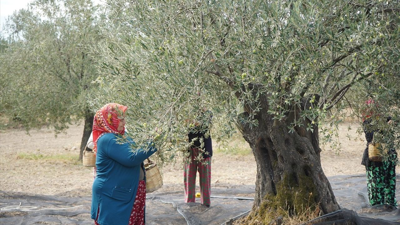 Ayvalık'ta Zeytin Hasadı Başladı