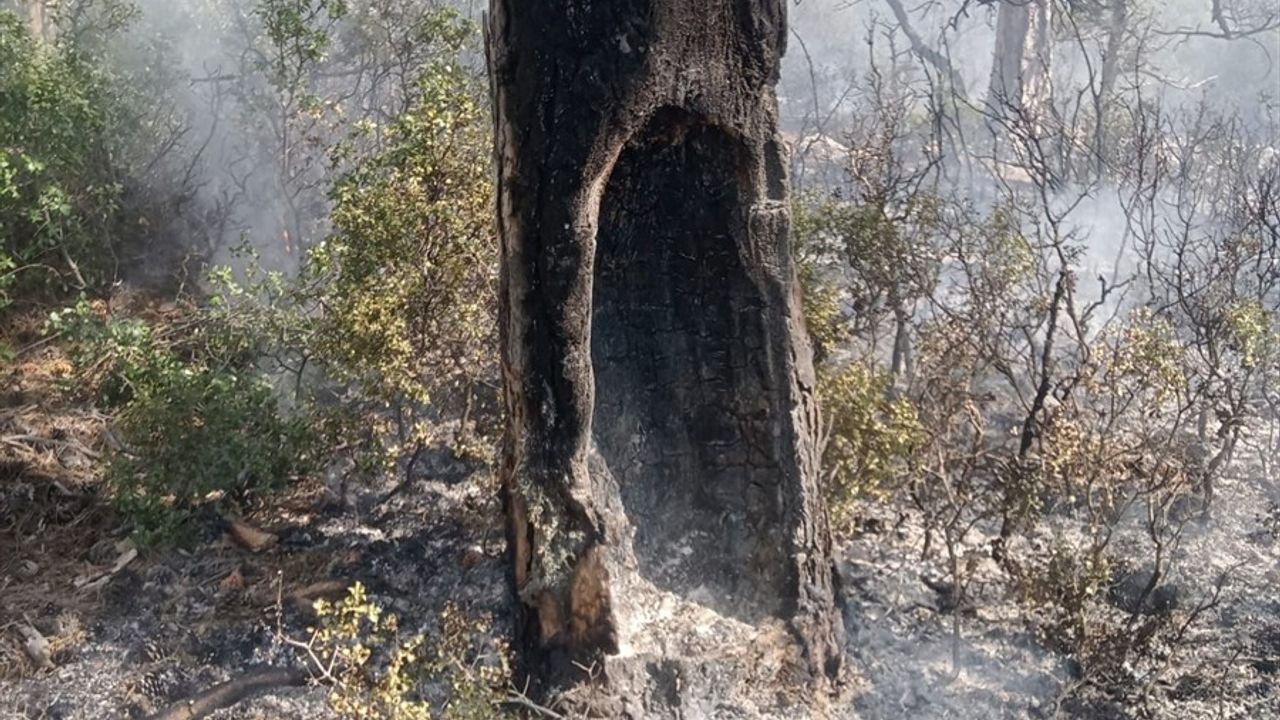 Burdur'daki Orman Yangını Kontrol Altına Alındı