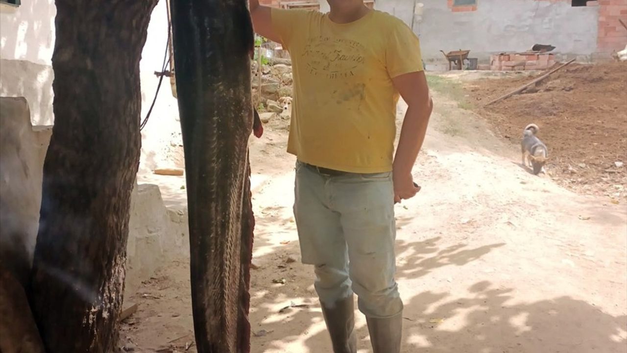 Edirne'de Meriç Nehri'nde Tarihi Balık Yakalandı