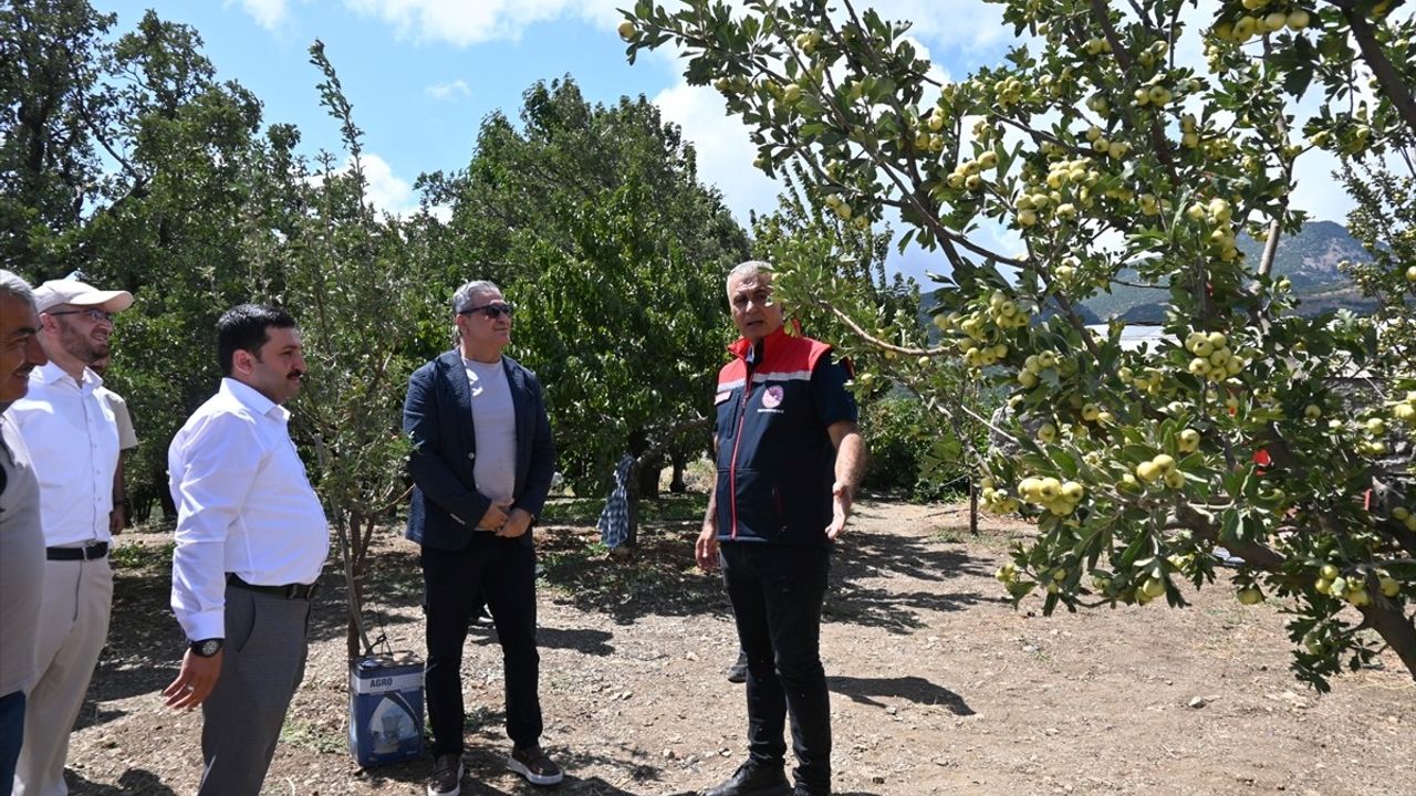 Hatay'da Alıç Hasadı Başladı