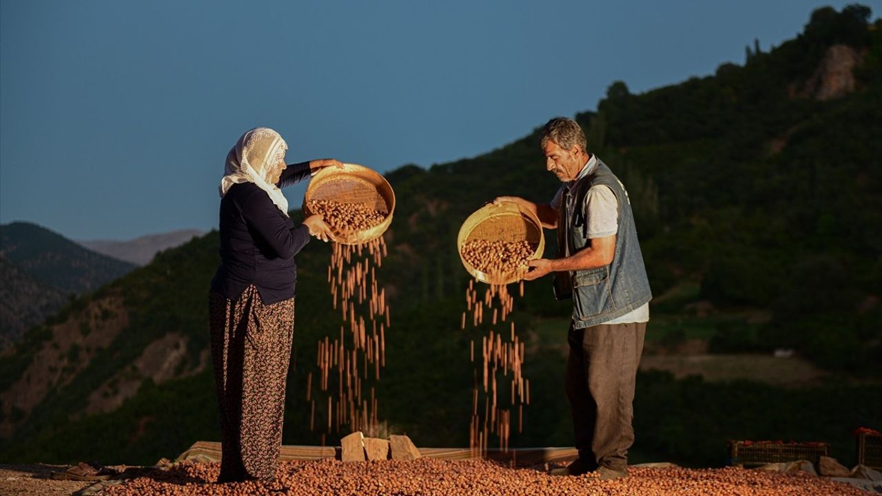 Hizan Çiftçileri Zorlu Şartlarda Fındık Hasadı Yapıyor