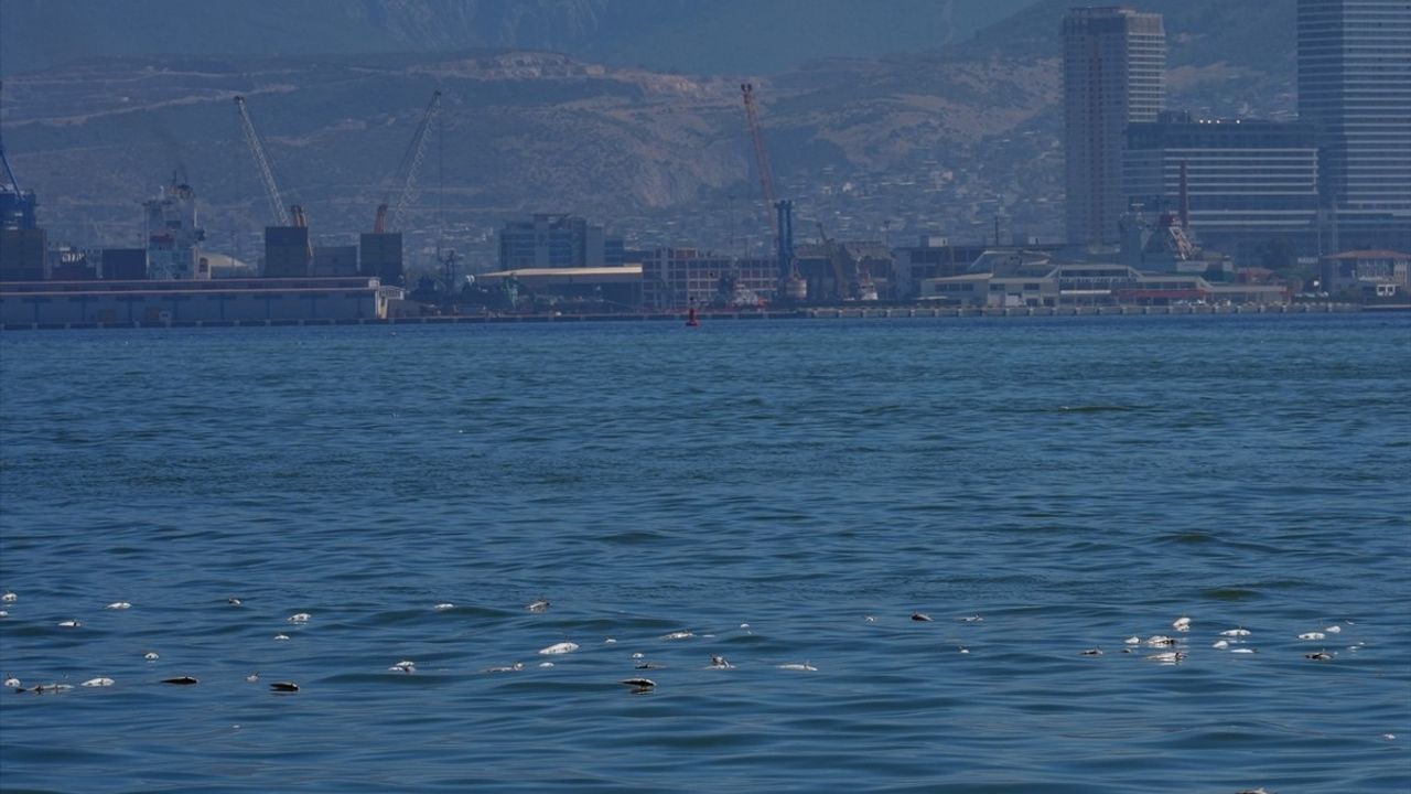 İzmir Körfezi'nde Balık Ölümleri Devam Ediyor