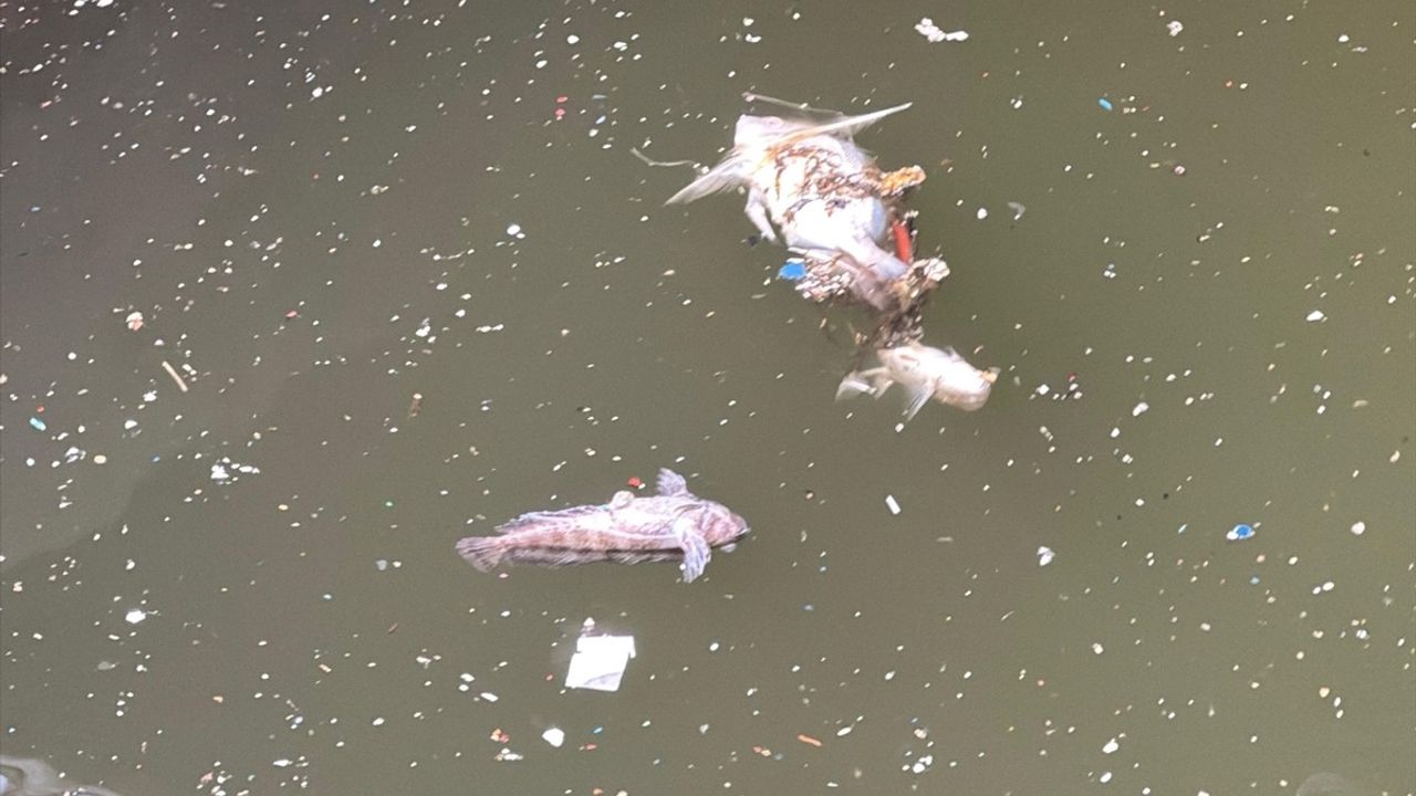 İzmir Körfezi'nde Devam Eden Balık Ölümleri ve Temizlik Çalışmaları