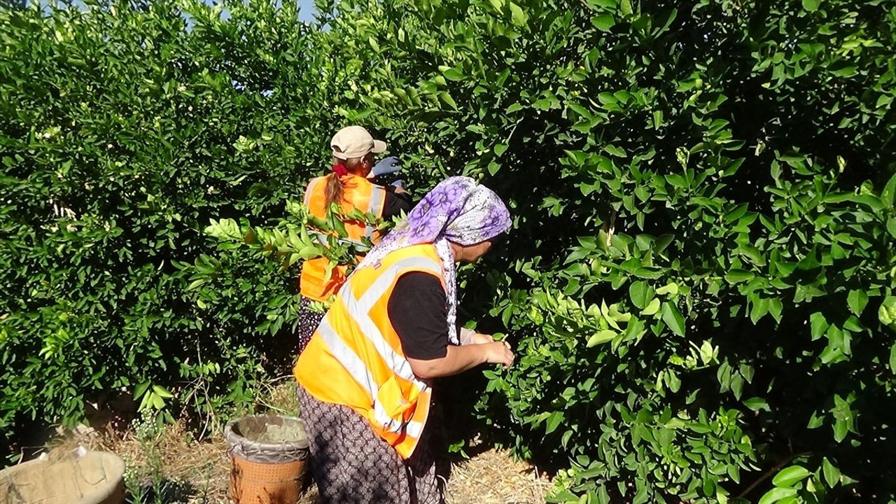 Mersin'de Erkenci Limon Hasadı Sezonu Başladı