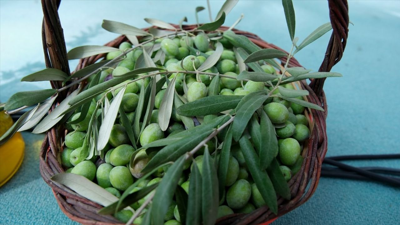 Mersin'de İlk Mut Zeytin ve Zeytinyağı Festivali Başladı