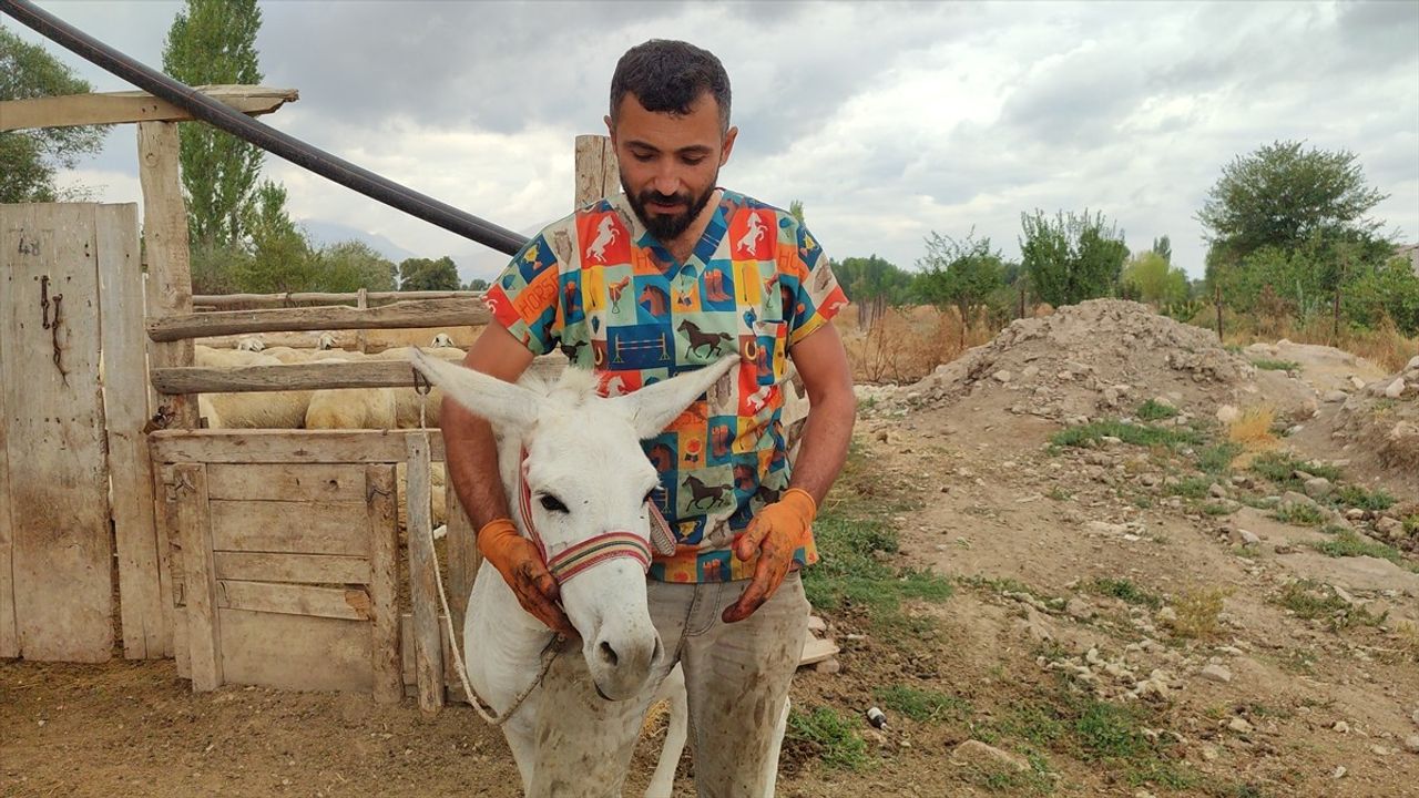 Sahipsiz Hayvanlara Ücretsiz Tırnak Bakımı: Kenan Kaya'nın Nalbulans Projesi