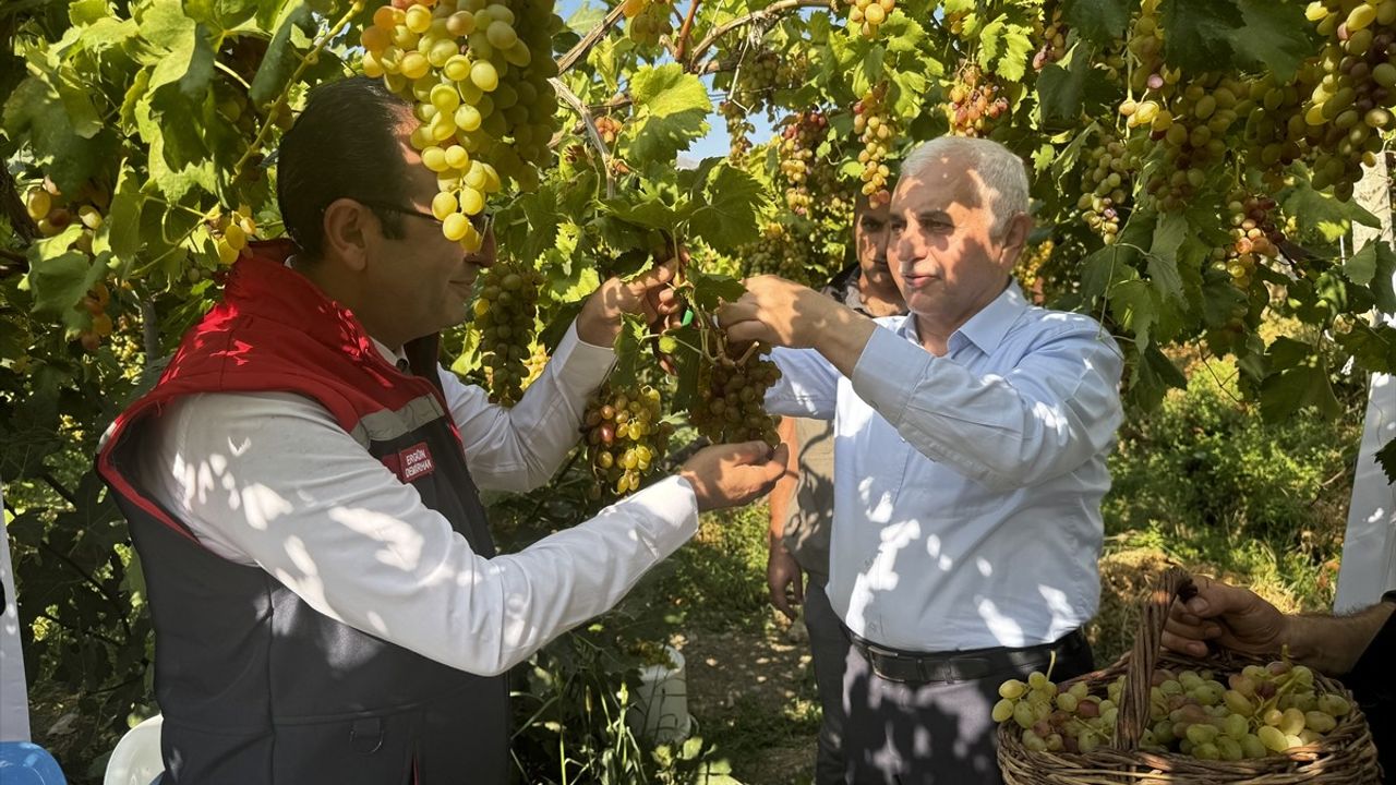 Siirt'te Tayfi Üzüm Hasadı Başlıyor