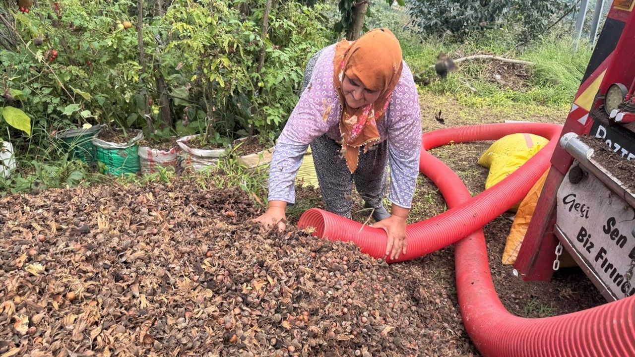 Giresun ve Hitit Üniversiteleri Ortak Proje ile Fındık Tarımında Yeni Patoz Geliştiriyor