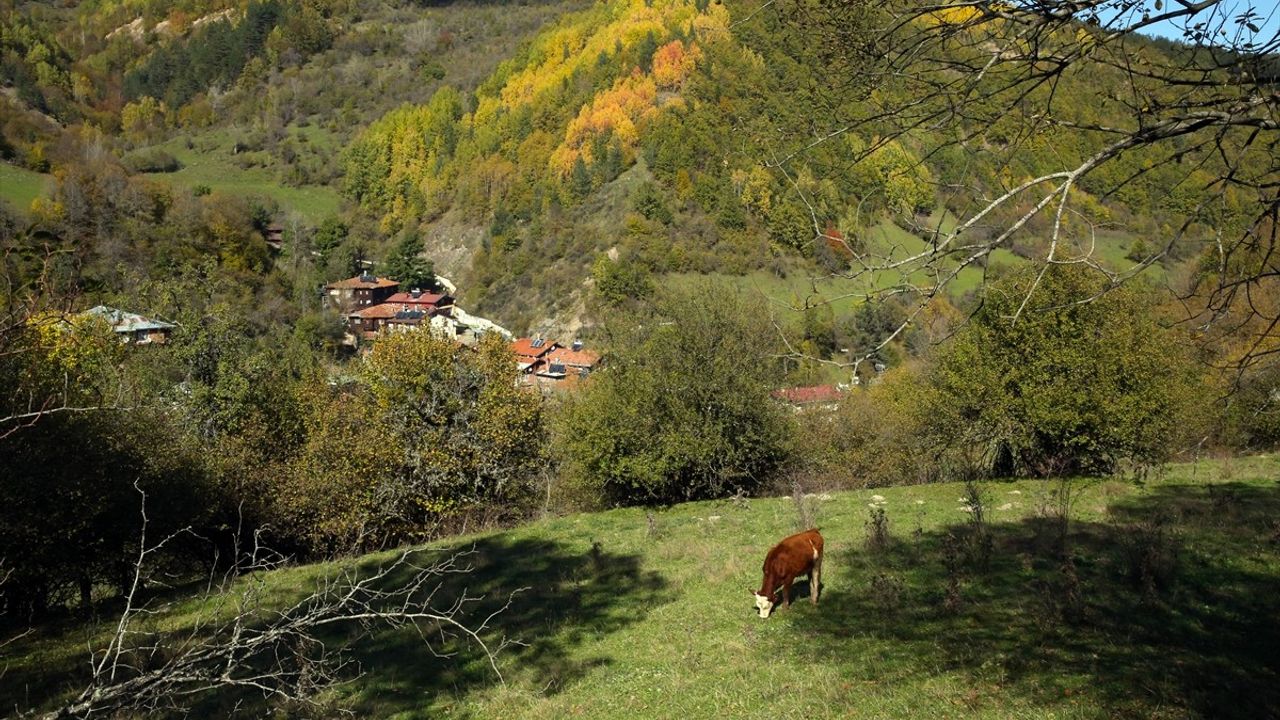 Ilgaz Dağı: Kış ve Sonbaharın Buluştuğu Eşsiz Bir Doğa Harikası