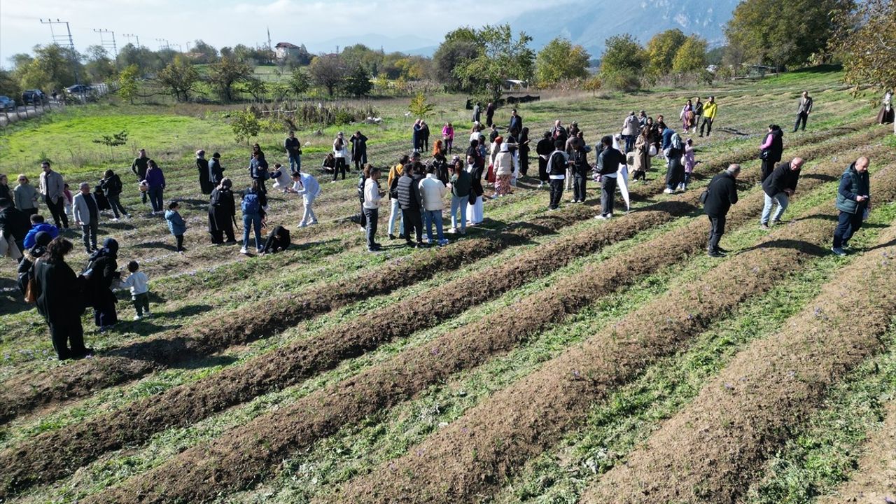 Karabük'te Safran Hasadı Etkinliği Düzenlendi