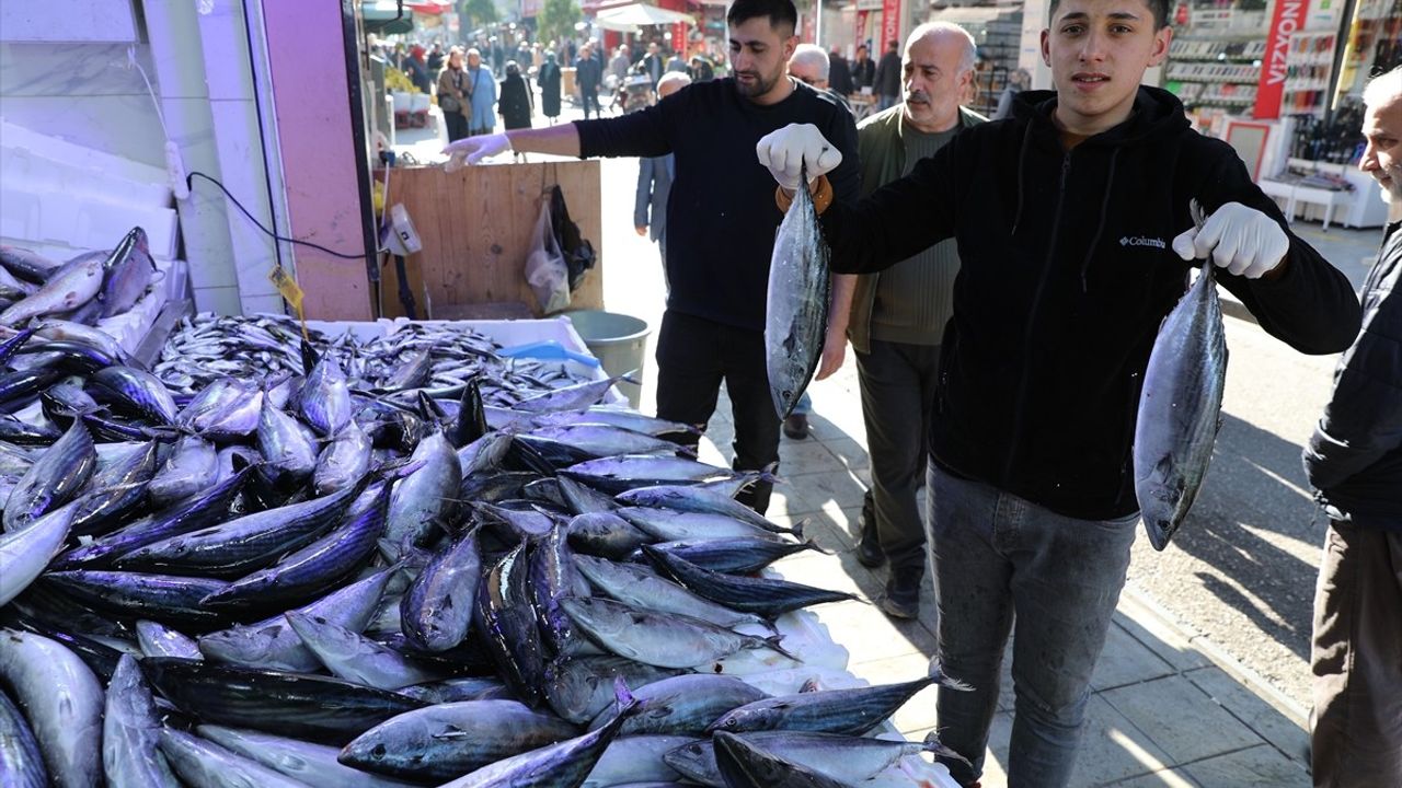 Karadeniz'de Palamut Bolluğu: Balık Tezgahlarında Fırsatlar