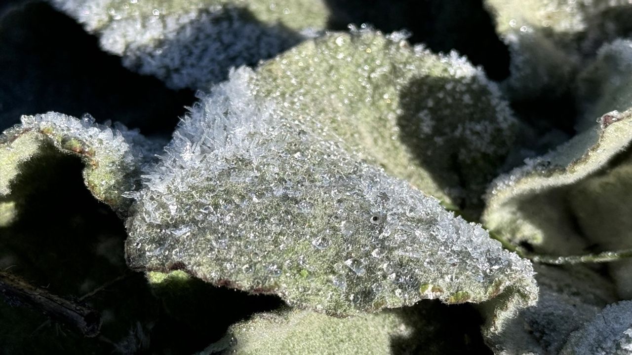 Kars ve Ardahan'da Soğuk Hava Etkisi: Kırağı ve Buzlanma