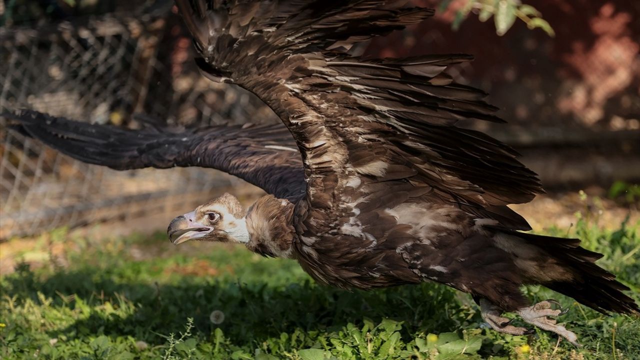 Konya'da 5 Akbaba Koruma Altında