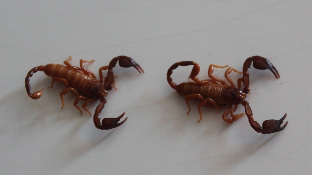 Konya'da Yeni Akrep Türü Bulundu: Euscorpius gulhanimae