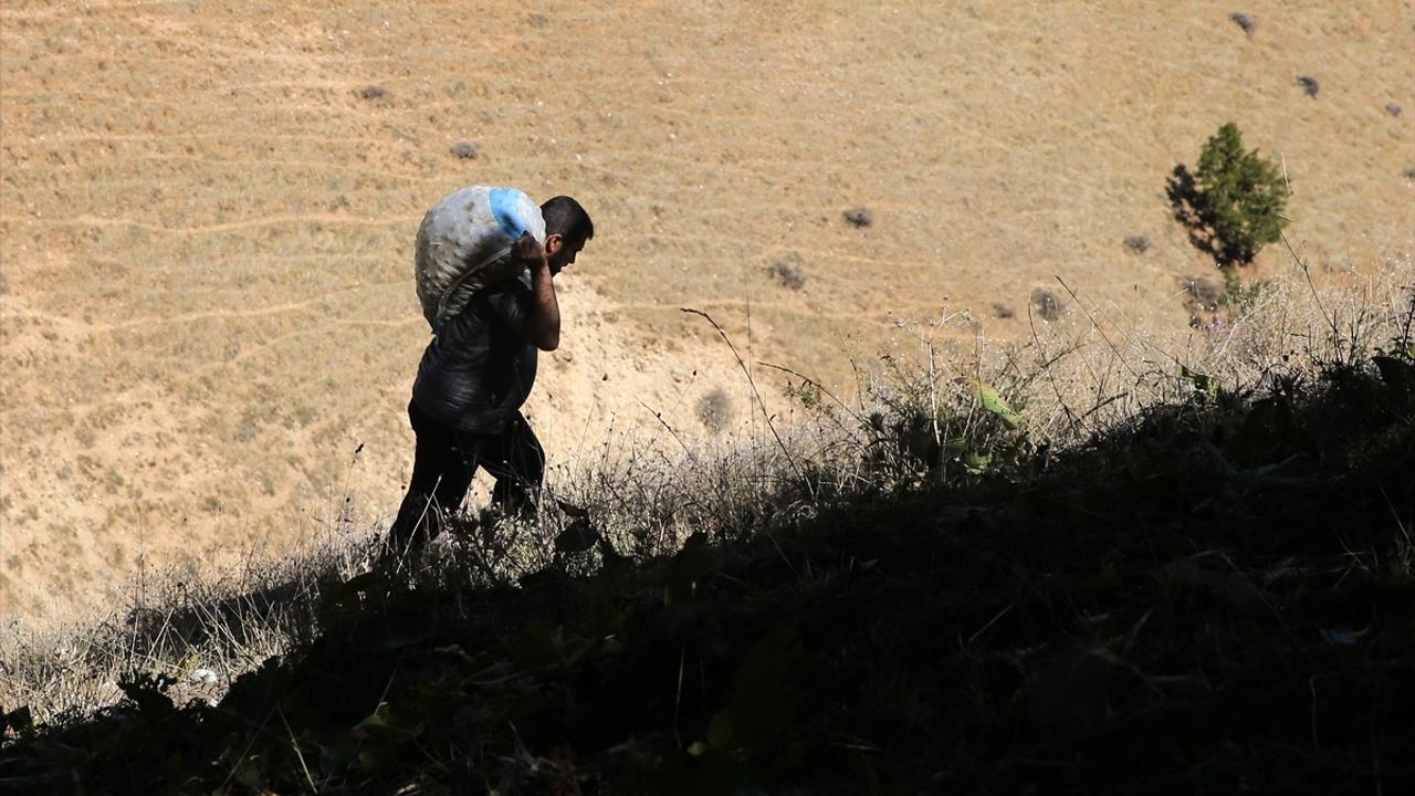 Muş'ta Geleneksel Ceviz Hasadı Başladı