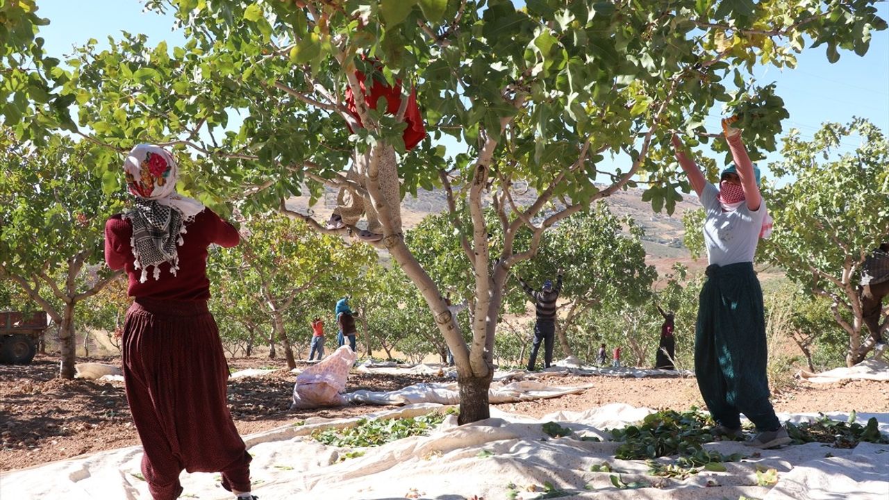 Siirt'te Fıstık Hasadı Coşkusu: Doğa ve Kültür Festivali