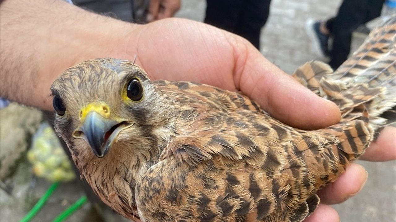 Şırnak'ta Yaralı Kerkenez Kuşu Doğaya Salındı