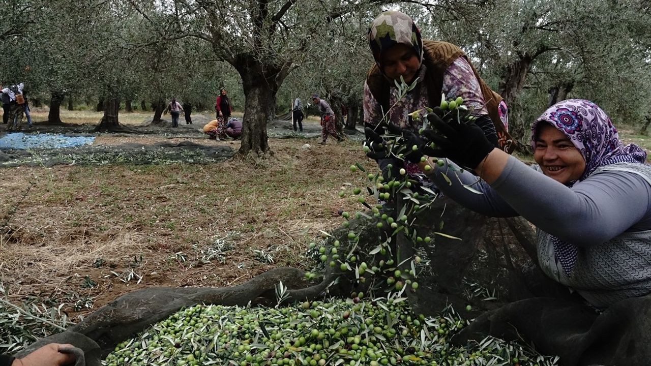 Türkiye'nin Zeytin ve Zeytinyağı Rekoltesi Artıyor