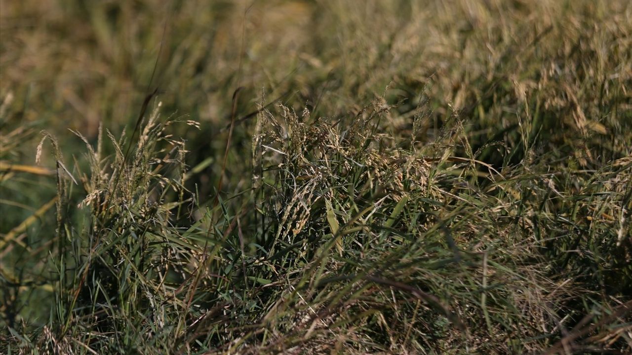 TZOB Genel Başkanı Bayraktar, Çanakkale'deki Tarım Arazilerini İnceledi