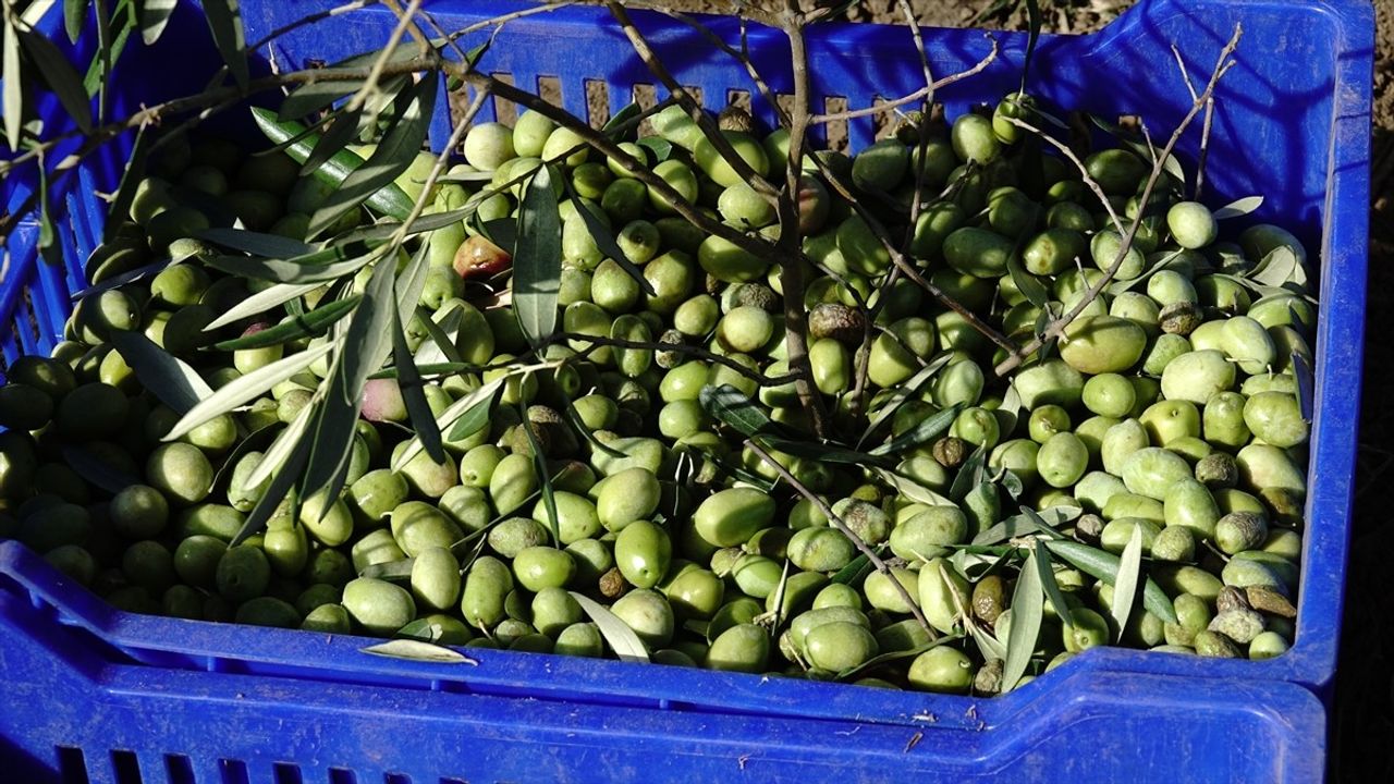 Zeytin Üreticileri Yağmur Umutlarıyla Bekliyor