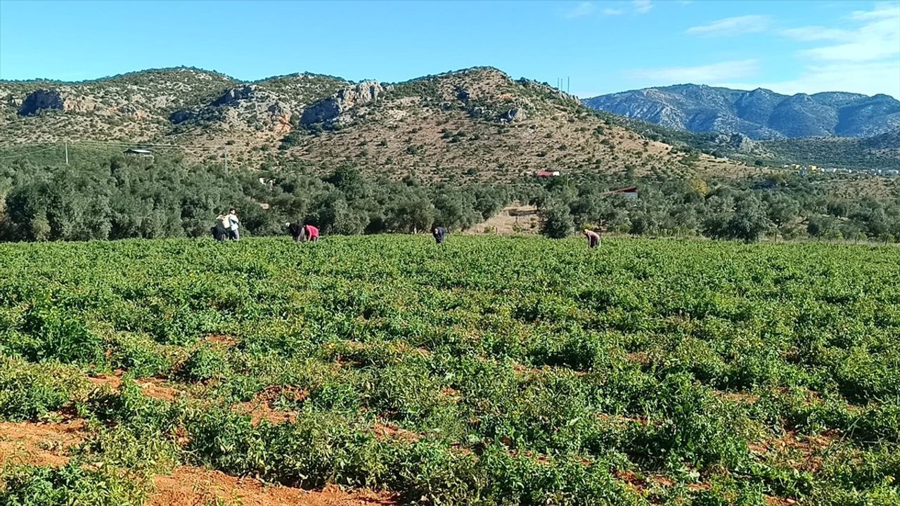 Adana'da Güz Domatesi Hasadı Başladı