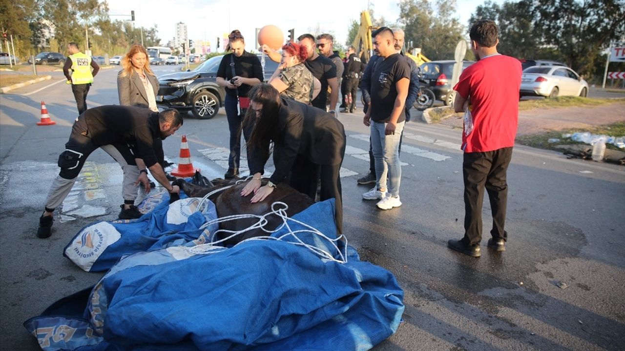 Antalya'da Cipin Çarptığı At, Kalp Masajına Rağmen Hayatını Kaybetti