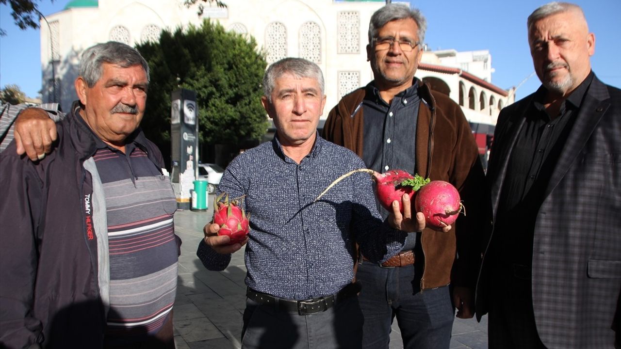 Antalya'da İlginç Kutlama: Trump için Turp ve Ejder Meyvesi Dağıtıldı