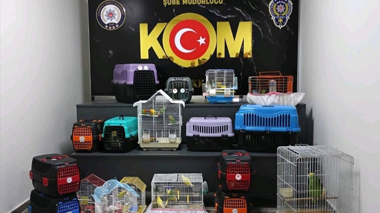 Çanakkale'de 63 Kaçak Papağan Ele Geçirildi