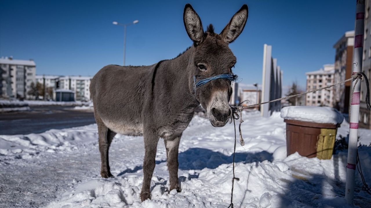 Erzurum'da Taksicilerin Sahip Çıktığı Eşek Barınağa Gönderildi