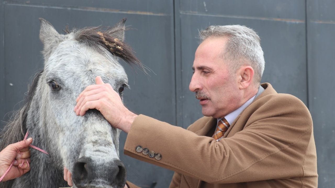 Erzurum'daki Yaralı Atın Durumu