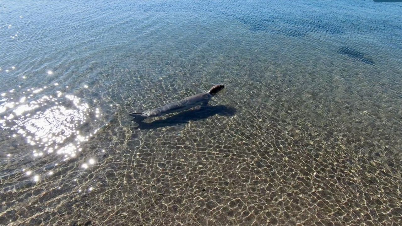 İzmir'de Yaralı Akdeniz Foku Yeniden Denize Bırakıldı