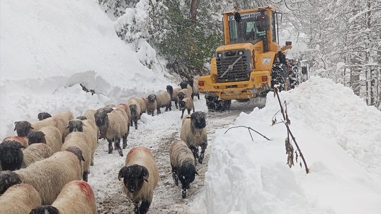 Karla Mücadele Çalışmaları Karadeniz Bölgesi'nde Devam Ediyor