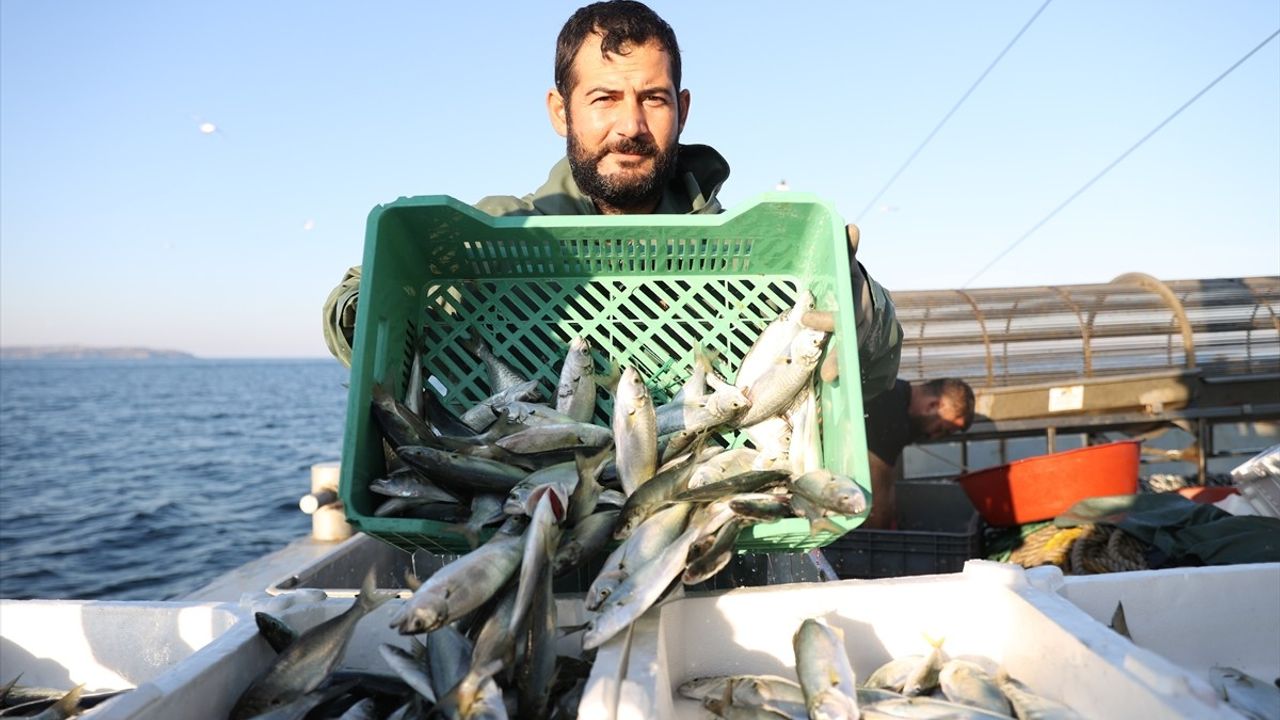 Kıyıköy'de Çinekop ve İstavrit Bolluğu Yaşanıyor