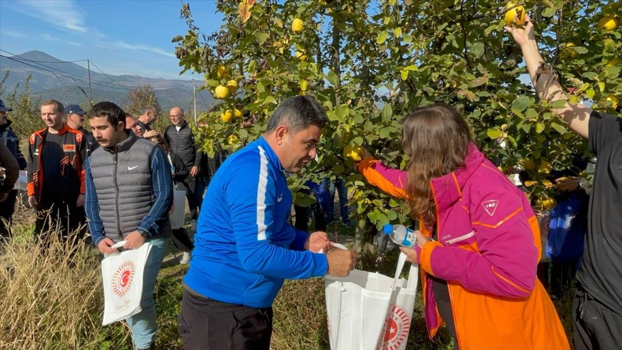 Osman Boyraz Sakarya'da Gençlerle Ayva Hasadı Gerçekleştirdi