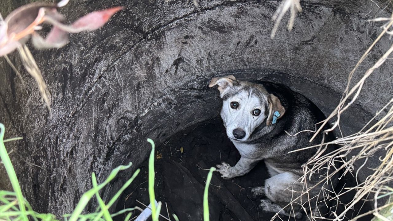 Sakarya'da Mahsur Kalan Köpek İtfaiye Ekiplerince Kurtarıldı
