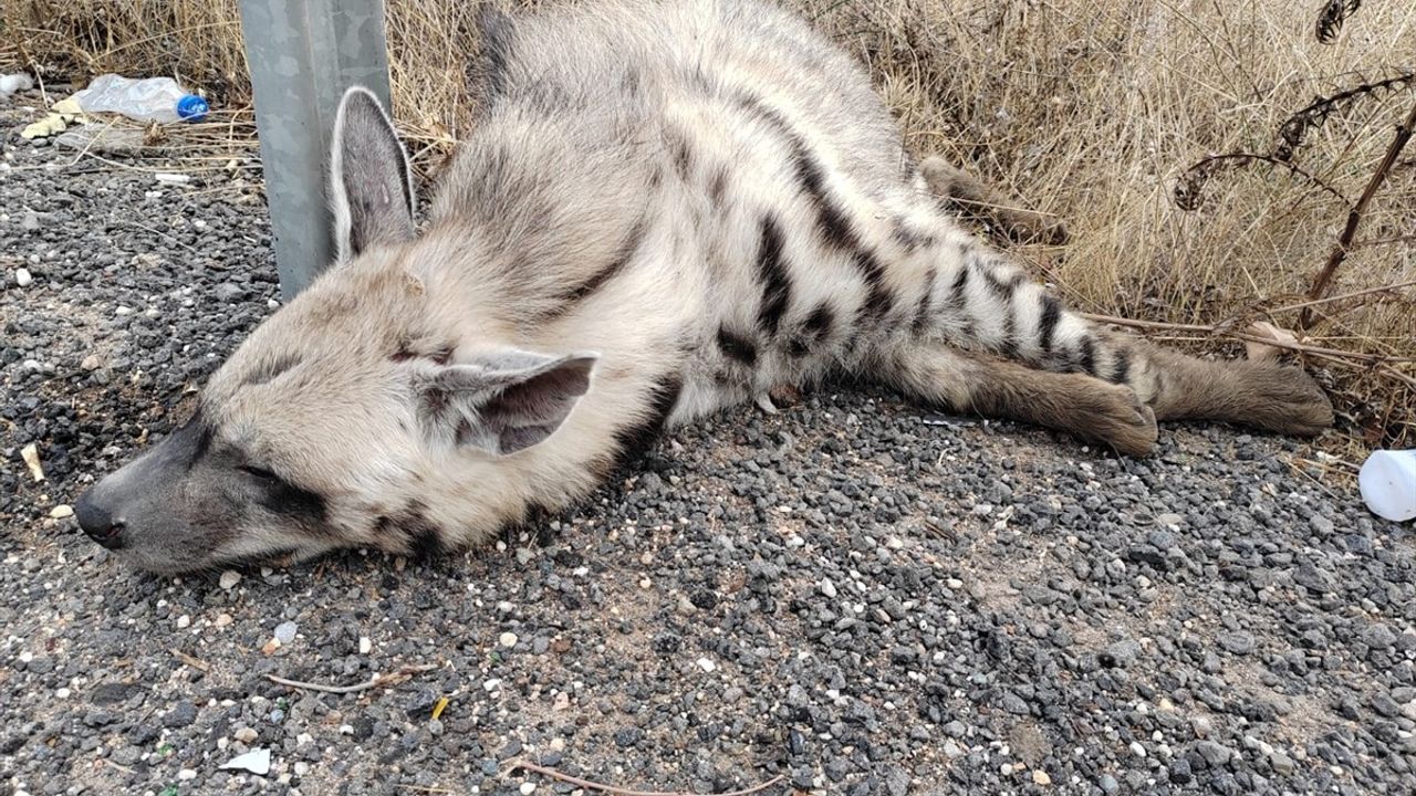 Şanlıurfa'da Nesli Tükenen Çizgili Sırtlan Bulundu