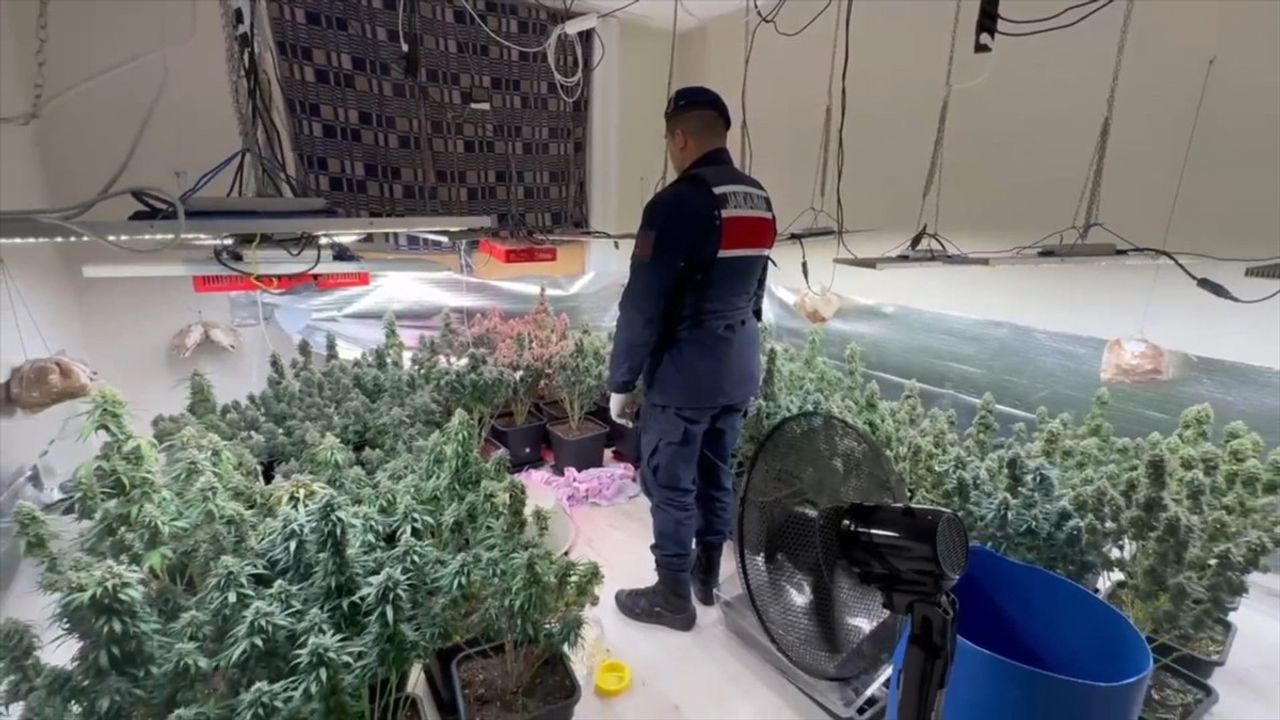 Tekirdağ'da İklimlendirme Sistemi ile Hint Keneviri Yetiştiren Şüpheli Yakalandı