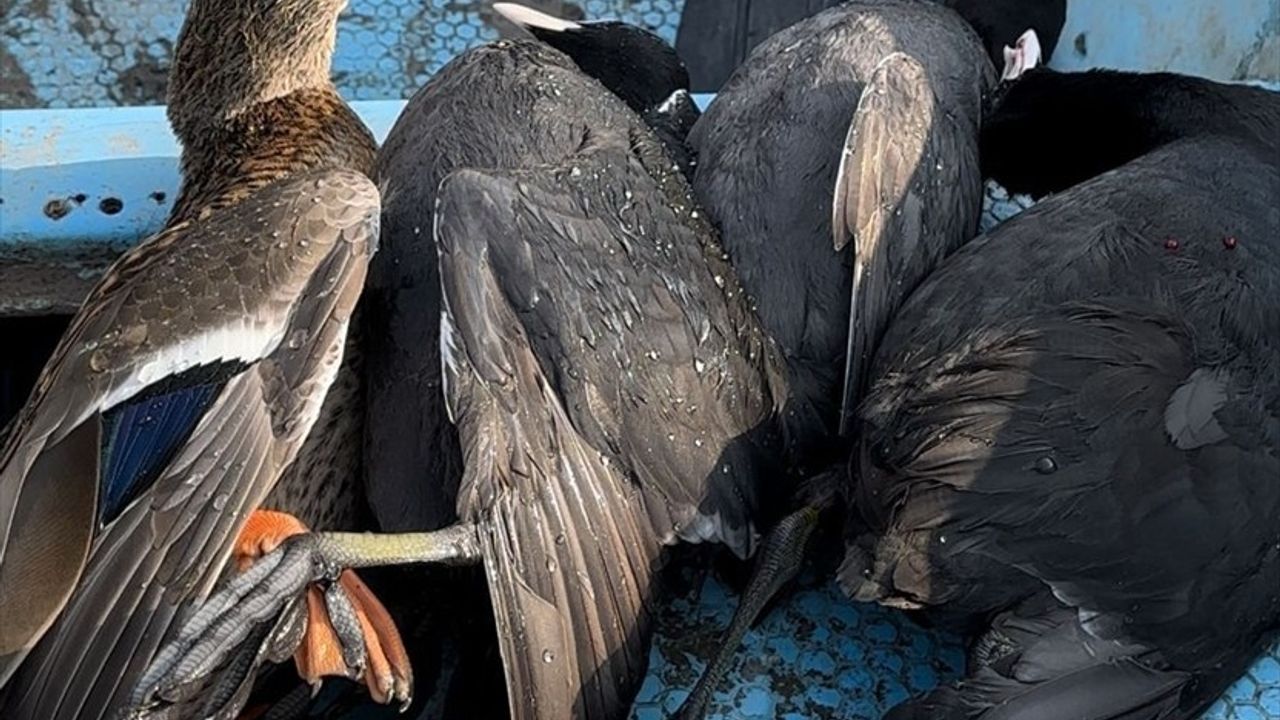 Tunceli'de Sakarmeke Kuşu Avlayan İki Kişiye Ceza Kesildi