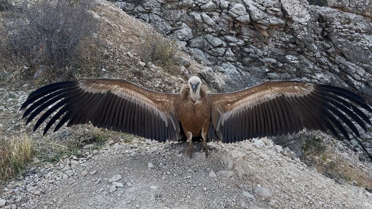 Yaralı Akbaba Tedavi Edilerek Doğaya Salındı