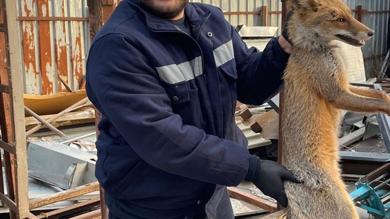 Zonguldak'ta Yaralı Tilkiye Yardım Eli